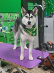 Lost Female Dog last seen Blueberry and needle point, Acworth, GA 30102