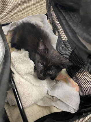 Shelter Stray Male Cat last seen Near Savannah Lakes Blvd, St. Lucie, FL, 6230 77th St, Vero Beach, FL 32967, USA