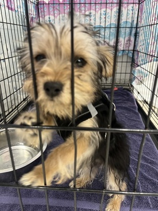 Shelter Stray Male Dog last seen Near Garrett Ave, 21218, MD, 2490 Giles Rd, Baltimore, MD 21225, USA