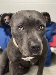 Shelter Stray Female Dog last seen Near Chinquapin Pkwy., 21239, MD, 2490 Giles Rd, Baltimore, MD 21225, USA