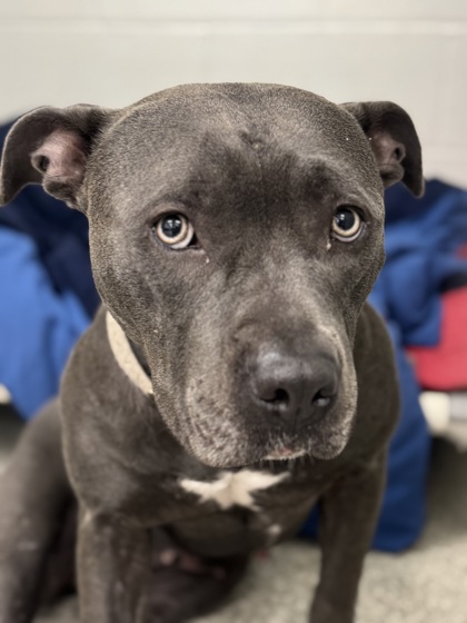 Shelter Stray Female Dog last seen Near Chinquapin Pkwy., 21239, MD, 2490 Giles Rd, Baltimore, MD 21225, USA