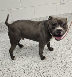 Shelter Stray Male Dog last seen Near Indale pl, Atlanta, GA, 1251 Fulton Industrial Blvd NW, Atlanta, GA 30336, USA