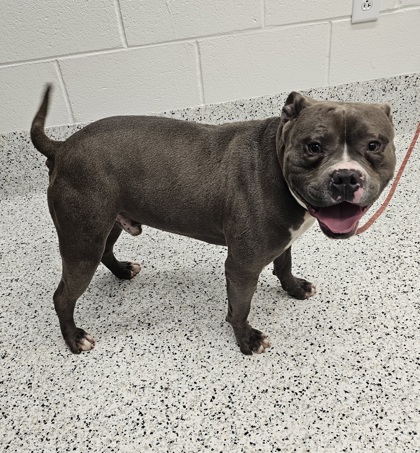 Shelter Stray Male Dog last seen Near Indale pl, Atlanta, GA, 1251 Fulton Industrial Blvd NW, Atlanta, GA 30336, USA
