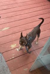 Reunited Male Dog last seen Sylvan Ave & Vine Streer, New Haven, CT 06790