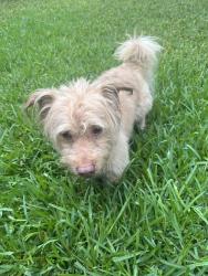 Found/Stray Male Dog last seen Gray fox drive, Fort Worth, TX 76123