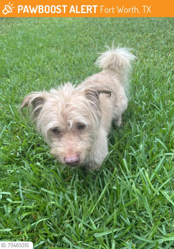 Found/Stray Male Dog last seen Gray fox drive, Fort Worth, TX 76123
