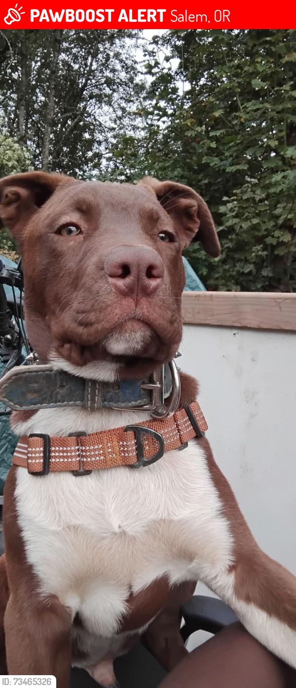Lost Male Dog last seen Commercial and Saginaw, Salem, OR 97302
