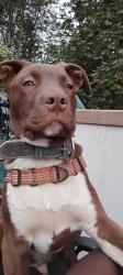 Lost Male Dog last seen Commercial and Saginaw, Salem, OR 97302