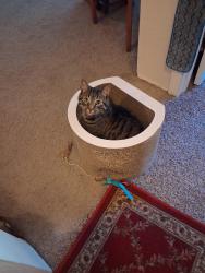 Reunited Male Cat last seen Weiland St & Summit St., Appleton, WI 54914