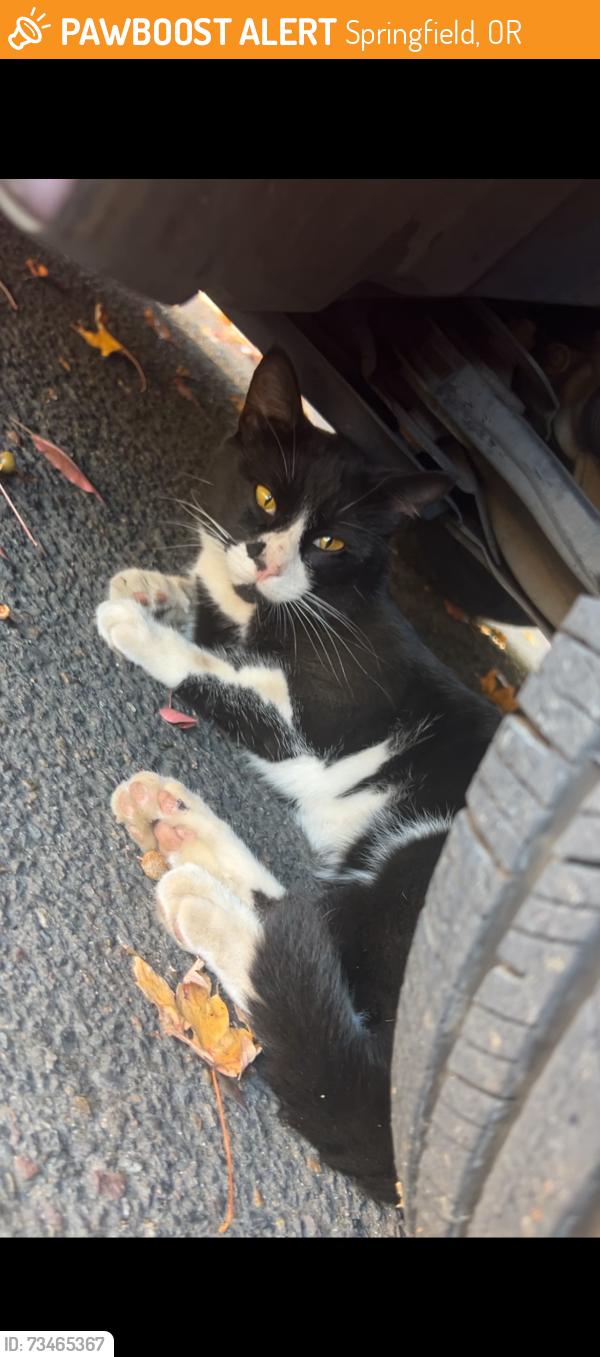 Found/Stray Male Cat last seen Gateway street, Springfield, OR 97477