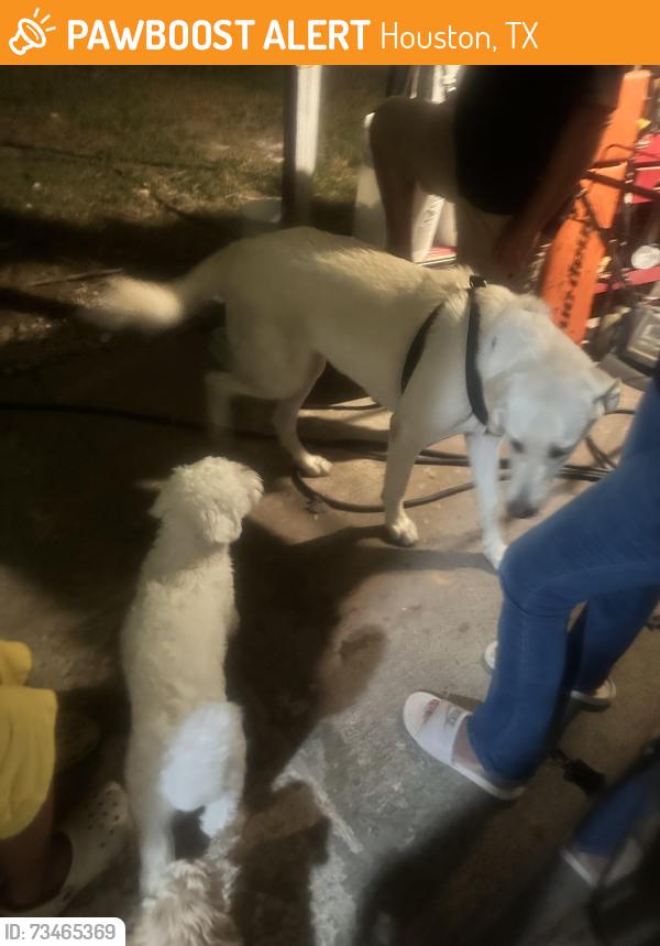Found/Stray Male Dog last seen Sweet water, Houston, TX 77037