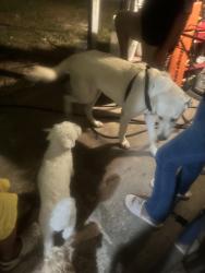 Found/Stray Male Dog last seen Sweet water, Houston, TX 77037