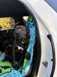 Lost Male Dog last seen McKnight and Lydia, Maplewood, MN 55109