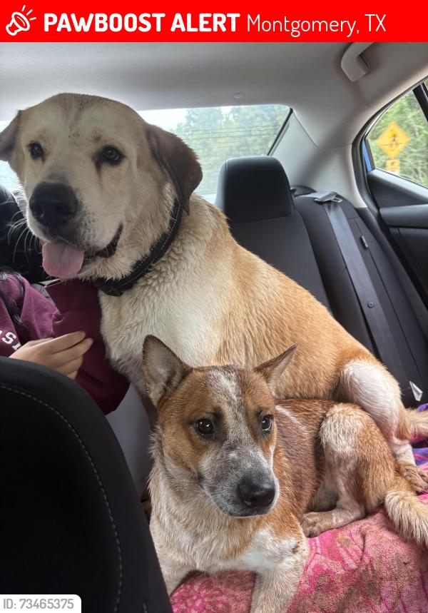 Lost Male Dog last seen Two step farm fishcreek, Montgomery, TX 77316