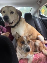 Lost Male Dog last seen Two step farm fishcreek, Montgomery, TX 77316