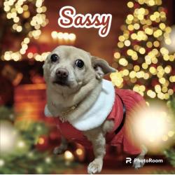 Lost Female Dog last seen Matthews Dr. / Division St. Arlington, TX 76012, Arlington, TX 76012