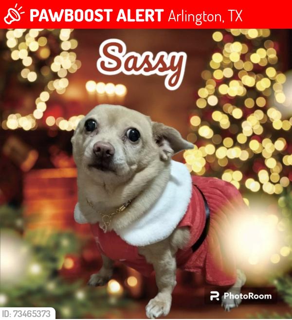 Lost Female Dog last seen Matthews Dr. / Division St. Arlington, TX 76012, Arlington, TX 76012
