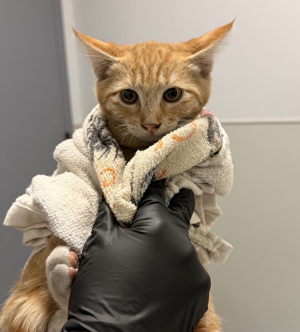 Shelter Stray Male Cat last seen Near 43rd Street, San Diego, CA, 92105, 5500 Gaines St, San Diego, CA 92110, USA