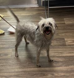 Shelter Stray Male Dog last seen City College, San Diego, CA, 92101, 5500 Gaines St, San Diego, CA 92110, USA
