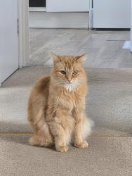 Lost Male Cat last seen Discovery Road, Abbeymead, England GL4 5GY