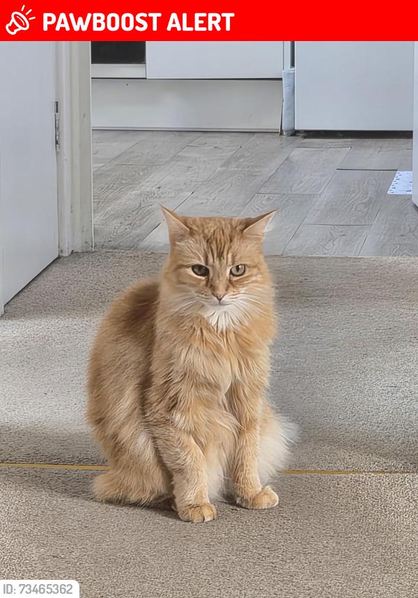 Lost Male Cat last seen Discovery Road, Abbeymead, England GL4 5GY