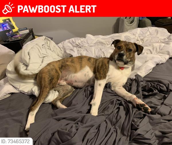 Lost Male Dog last seen Tylersville Rd. & Smith Rd., West Chester Township, OH 45069