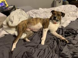 Lost Male Dog last seen Tylersville Rd. & Smith Rd., West Chester Township, OH 45069