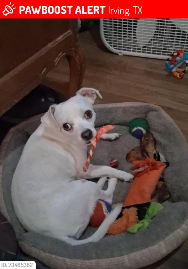 Lost Male Dog last seen 6st and Elaine, Irving, TX 75060