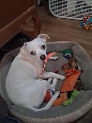 Lost Male Dog last seen 6st and Elaine, Irving, TX 75060