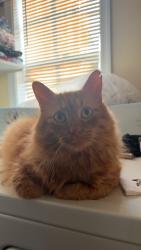 Lost Male Cat last seen mount pleasant road outside a house with a red suv, Elkton, VA 22827