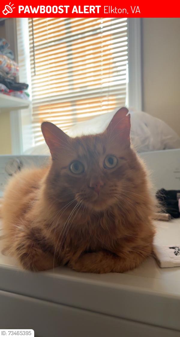 Lost Male Cat last seen mount pleasant road outside a house with a red suv, Elkton, VA 22827