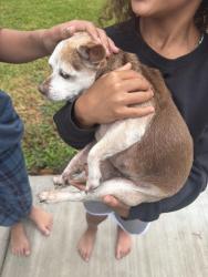 Found/Stray Female Dog last seen Heritage colony dr & Fife, Webster, TX 77598