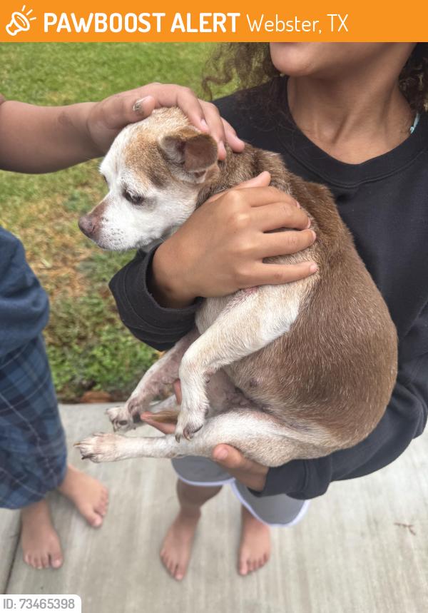 Found/Stray Female Dog last seen Heritage colony dr & Fife, Webster, TX 77598
