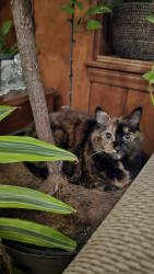 Reunited Female Cat last seen Near Sparger Rd, Durham, NC 27705, USA, Durham, NC 27705