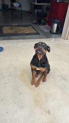 Found/Stray Male Dog last seen Richard dr Killeen, Killeen, TX 76541