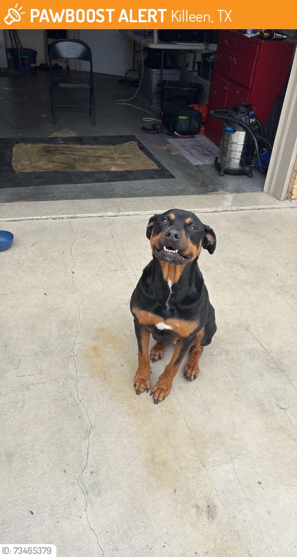 Found/Stray Male Dog last seen Richard dr Killeen, Killeen, TX 76541