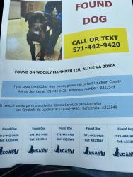 Found/Stray Male Dog last seen Stone Carver, Stone Ridge, VA 20105