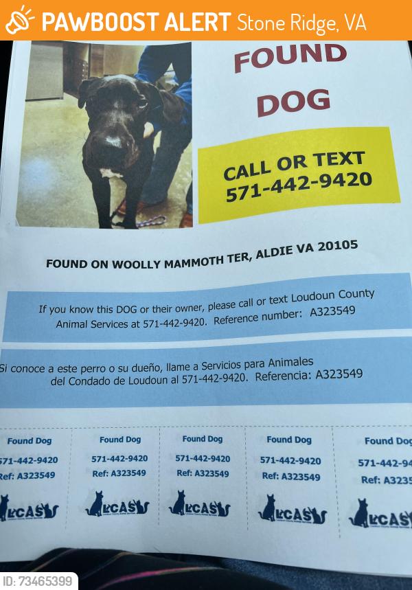 Found/Stray Male Dog last seen Stone Carver, Stone Ridge, VA 20105