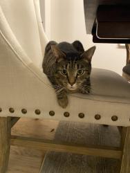 Lost Male Cat last seen Ozie Fulps, Horseshoe Rd, White House, TN 37188