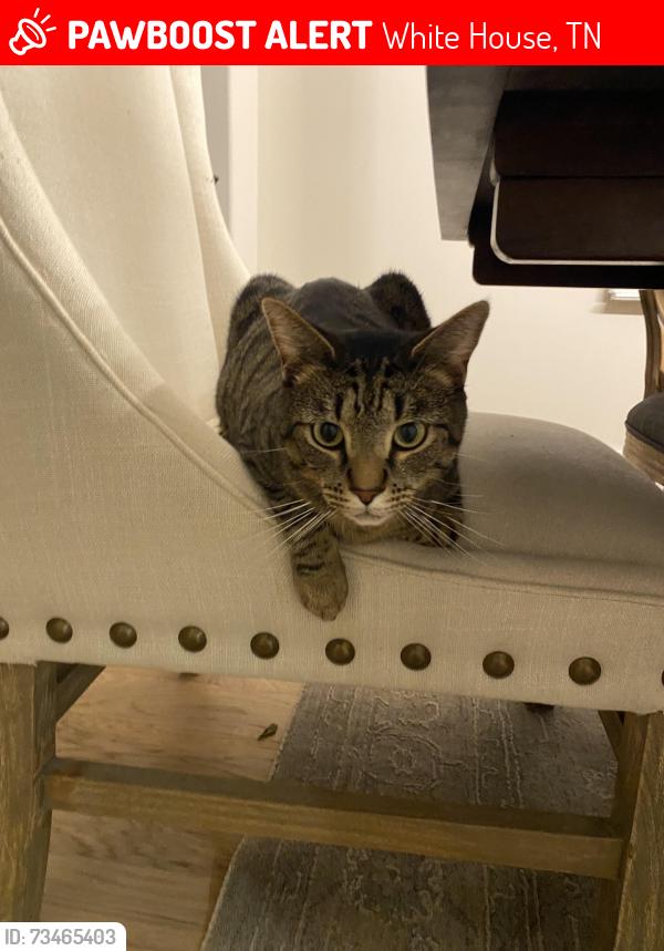 Lost Male Cat last seen Ozie Fulps, Horseshoe Rd, White House, TN 37188