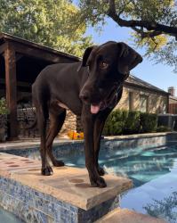 Lost Female Dog last seen Brookgreen and Meandering way, Dallas, TX 75240