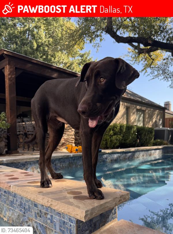 Lost Female Dog last seen Brookgreen and Meandering way, Dallas, TX 75240