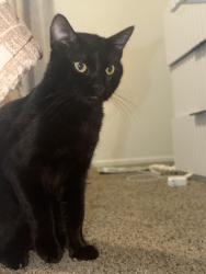 Lost Male Cat last seen Near Wendy dr, Grand Prairie, TX 75052