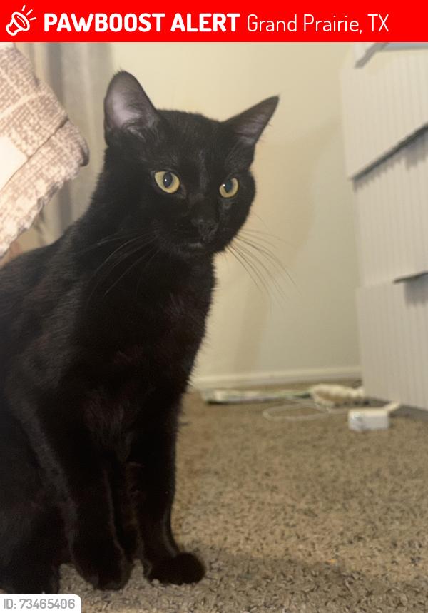 Lost Male Cat last seen Near Wendy dr, Grand Prairie, TX 75052