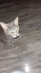 Found/Stray Female Cat last seen Near Block of Scott St, Stroudsburg, PA 18360