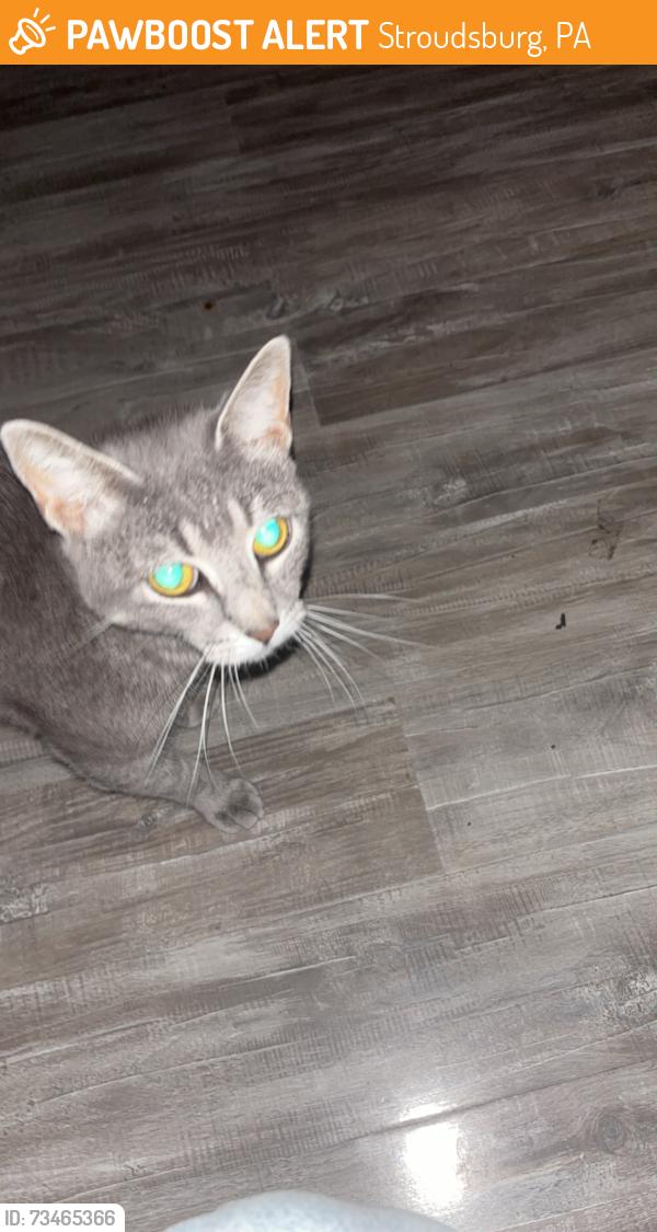 Found/Stray Female Cat last seen Near Block of Scott St, Stroudsburg, PA 18360