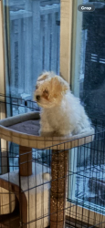 Lost Male Dog last seen McKnight and lydia, Maplewood, MN 55109