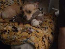Lost Female Dog last seen Pennsylvania, Oklahoma City, OK 73139
