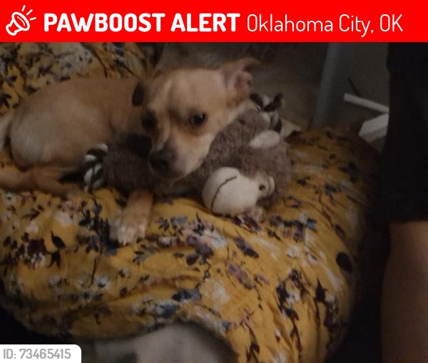 Lost Female Dog last seen Pennsylvania, Oklahoma City, OK 73139