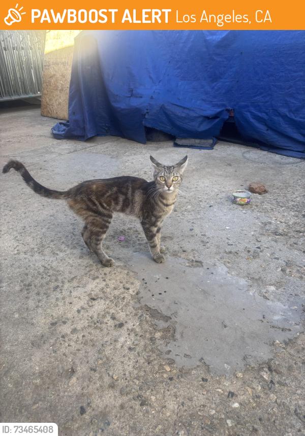 Found/Stray Unknown Cat last seen Valerio st North Hollywood, Los Angeles, CA 91605